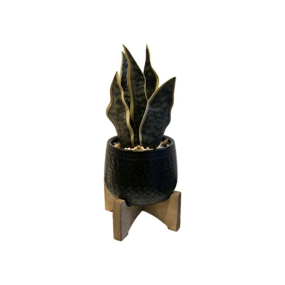 New Faux Snake Modern Artificial Decorative Small Desk Plant Black Pot - Picture 2 of 2